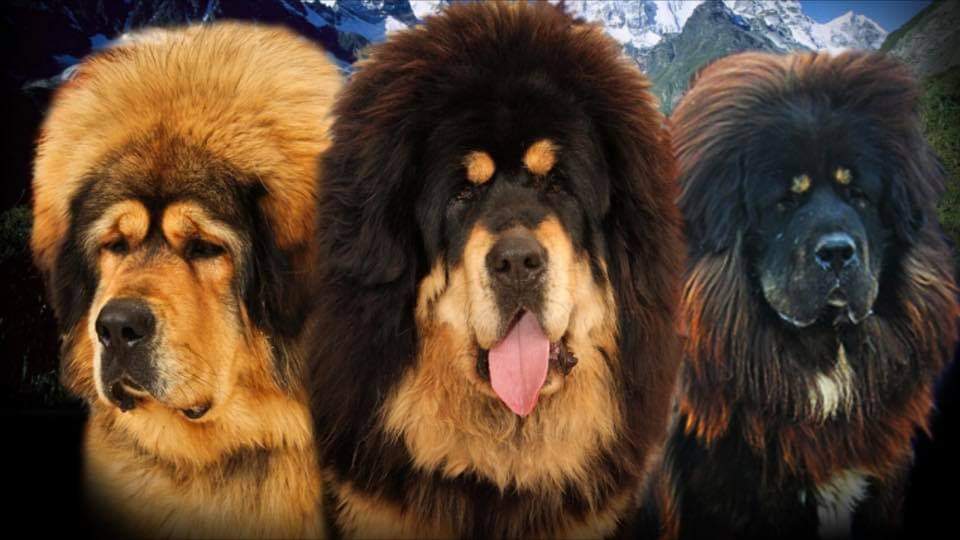 Tibetan 2025 mastiff kennel